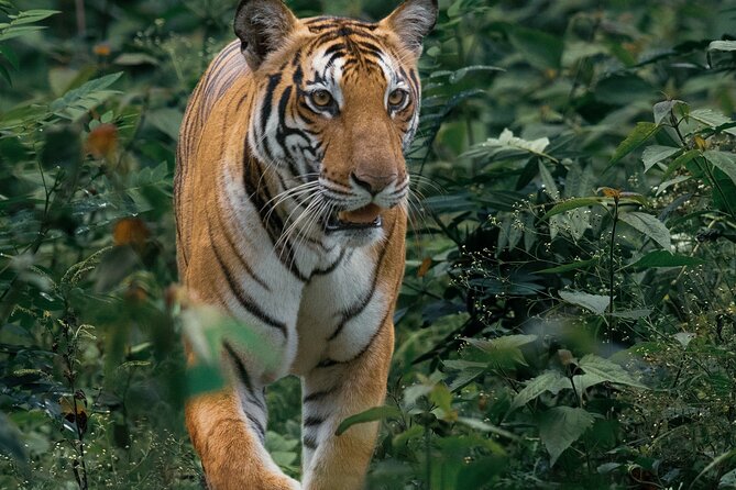 Day Trip to Bandipur National Park & Tiger Reserve
