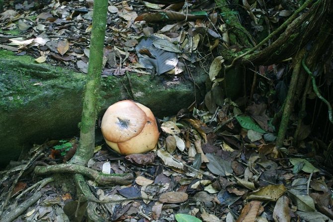 Day-Trip to Gunung Gading Rafflesia Centre From Kuching City - Expert Guide