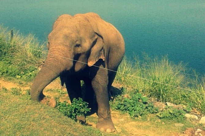 Day Trip to Udawalawe From Colombo (Transfer Only) - Pricing Information