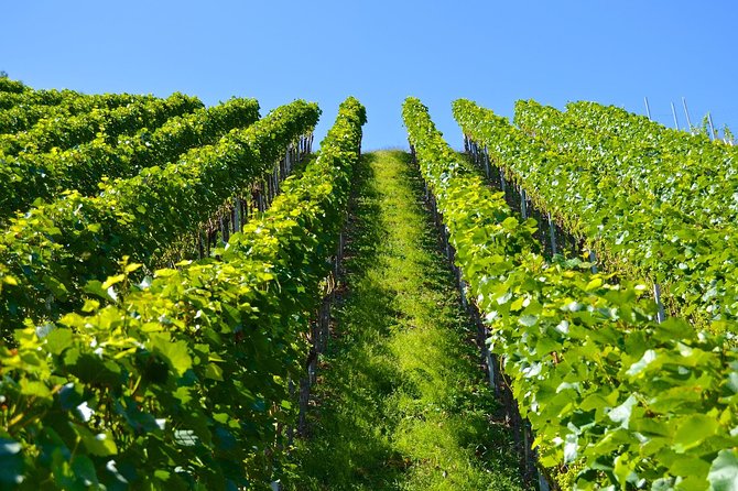 Day Trip: Truffle Hunting With Lunch + Wine Tour With Tasting - Inclusions: Transfers and Gratuities