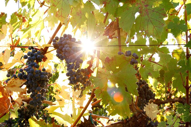 Diamantakis Private Winery Visit and Tasting of 6 Wine Labels - Tour Pricing and Cancellation Policy