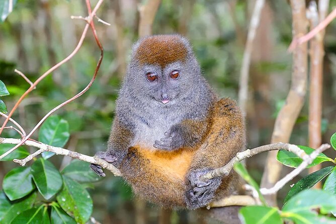 Discover Analamazaotra Park and Ankaninny Nofy - Price and Guarantee
