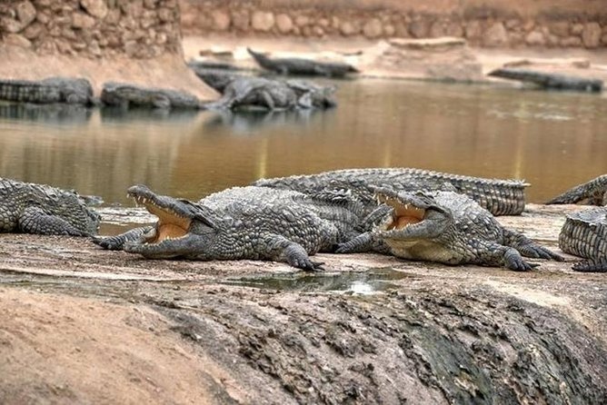 Discover the Amazing Park of CROCODILE - Weather Considerations