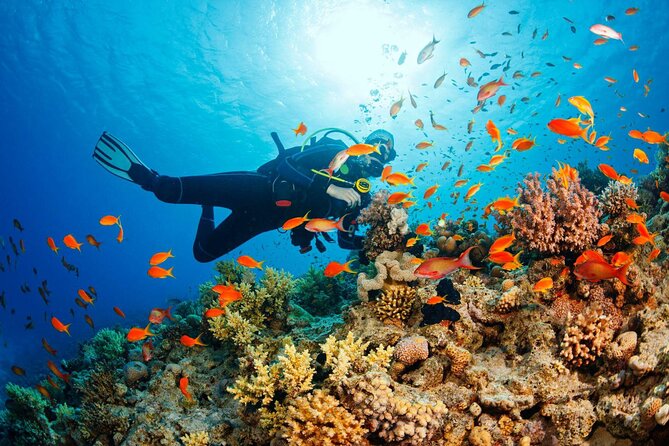 Diving in Hurghada for Beginners With Lunch and Transfer - Customer Reviews