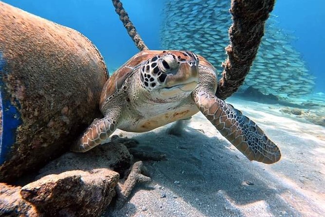 Diving in the Crystal Clear Waters of the Red Sea in Egypt - Tips for an Unforgettable Dive