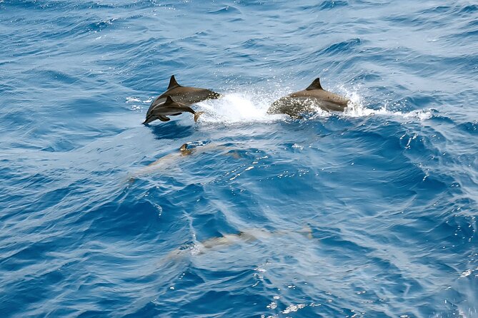 Dolphin House Full Day Snorkeling Sea Trip, Water Sports and Lunch - Hurghada - Booking Information
