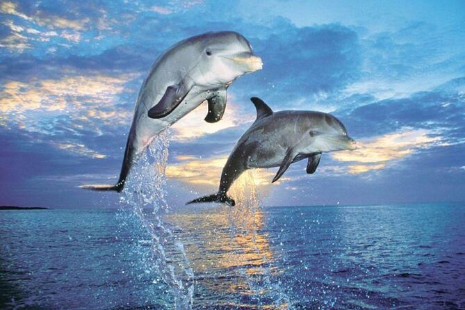 Dolphin House Trip in Hurghada - Pricing and Guarantee