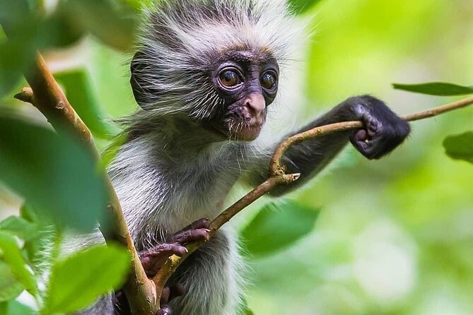 Dolphin Tour, Jozani Forest, Kuza Cave, Paje Beach,The Rock Restaurant, Kae Funk - Cancellation Policy and Refunds