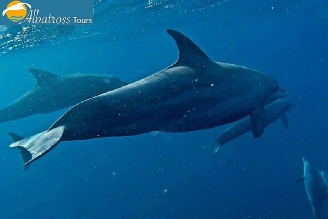 Dolphin Tour - Kizimkazi - Traveler Expectations