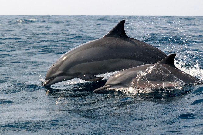 Dolphin Watching Boat Tour From Kalpitiya - Directions