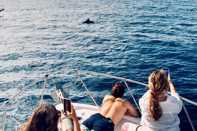 Dolphin Watching in Benalmadena - Additional Info