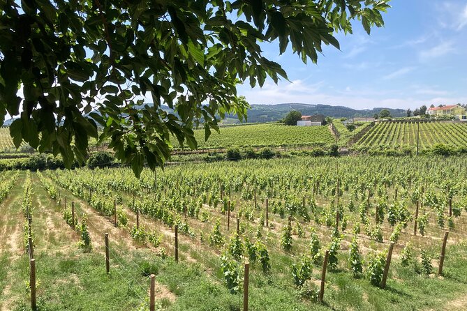 Douro Valley Private Tour and Wine Experience - Local Attractions and Tips