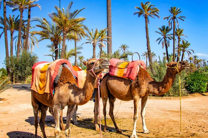 Dromedary in Palmerais - Booking Options and Policies