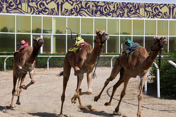 Dubai Camel Race With a Camel Ride - Inclusions Provided