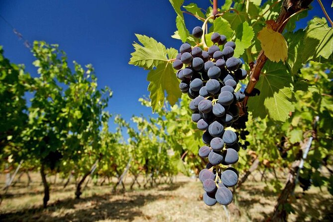 Ecological Tour of the Winery in Ronda With Tasting - Food and Snacks