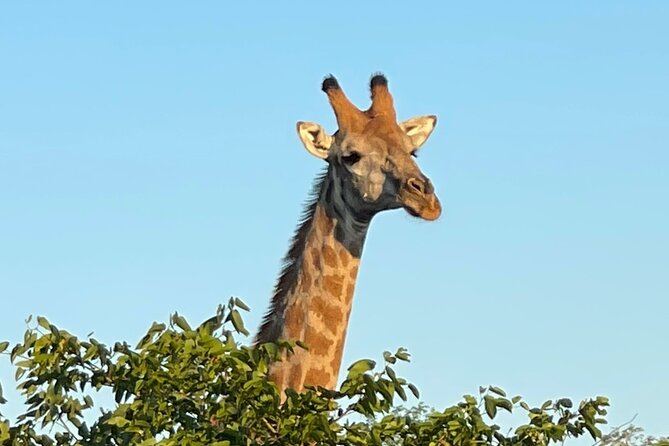 Evening Game Drive With Bush Dinner - Booking Details