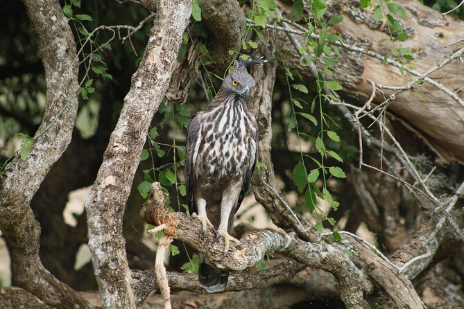 Evening Private Safari at Udawalawe National Park by Jeep - Cancellation and Refund Policy
