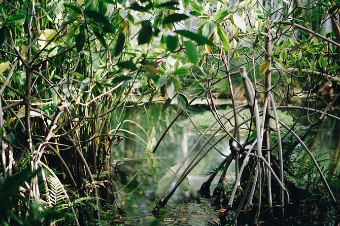Excursion to Pichavaram Mangrove & Nataraja Temple Chidambaram From Pondicherry - Cancellation Policy
