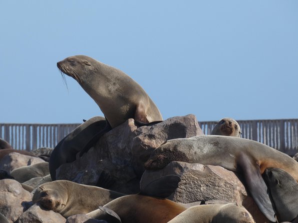 Explorer Cape Cross Seal Colony Day Tour