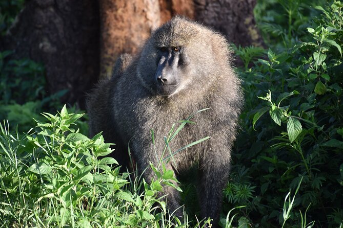 Exploring the Wonders of Lake Manyara, A Full-Day Adventure