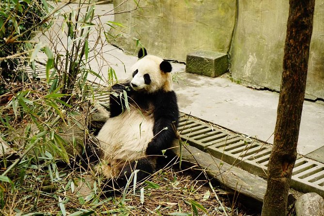 Flexible Chengdu Panda Base Day Tour With Private Guide and Transportation