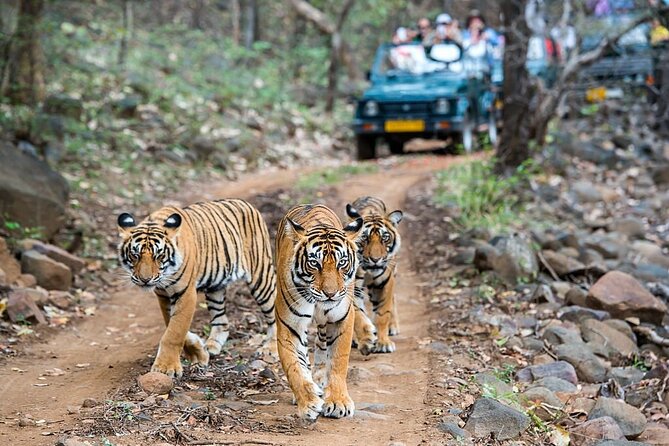 From Jaipur: 2 Days Private Tour of Ranthanbore Tigers Safari - Cancellation Policy