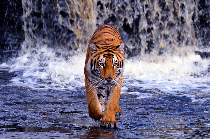 From Jaipur: Ranthambore Tiger Safari One Day Trip - Pricing and Availability