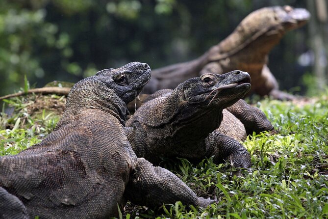 From Lombok: Fantastic Adventure Boat Trip to Komodo Island - Memorable Experiences at Komodo Island