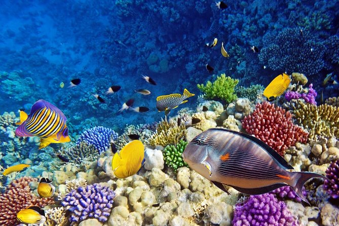 From Luxor: Snorkeling Day Tour at Utopia Island in Safaga - Background Information