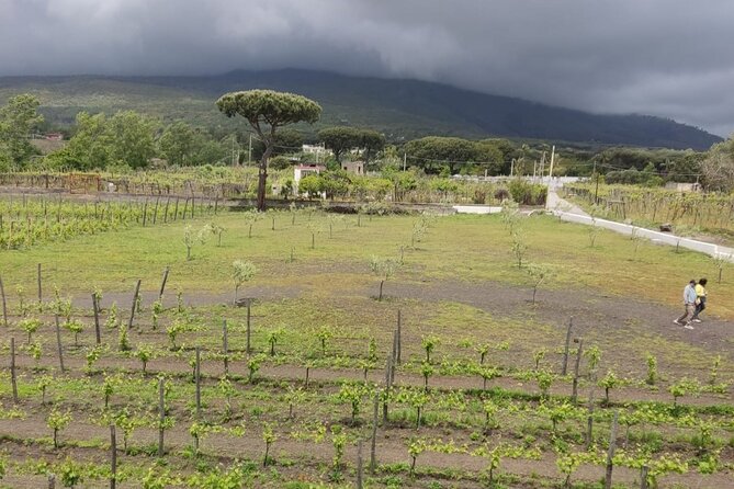 From Naples: Pompeii & Wine Tasting Private Day Tour - Pricing & Booking Policy