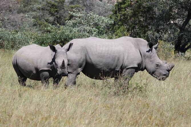 Full-Day Black Rhino Matobo Hills, Tracking and Historic Sites - Tour Itinerary