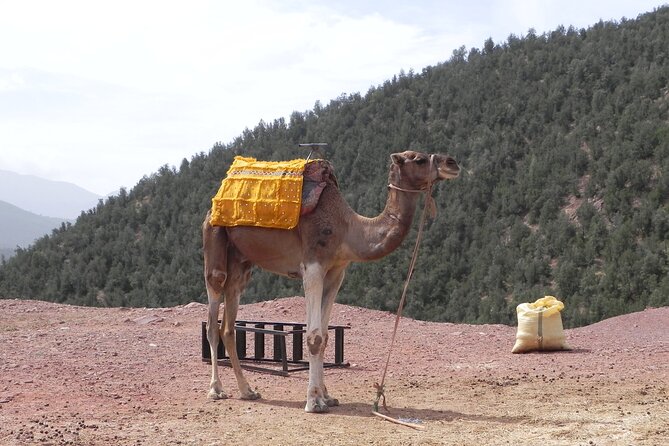 Full Day Excursion to Ourika Valley From Marrakech. - What to Bring