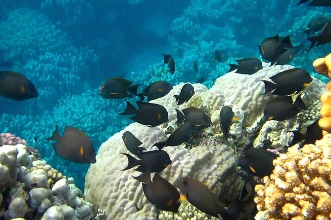 Full Day Guided Marsa Mubarak Snorkeling From Marsa Alam - Pricing and Reservation