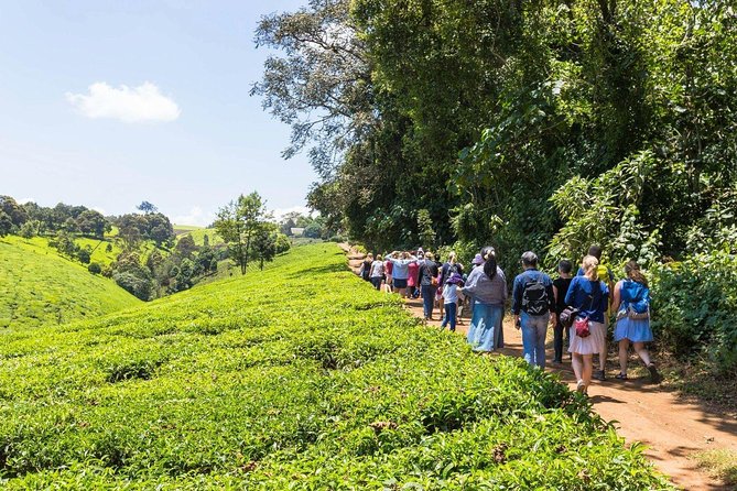 Full-Day Kiambethu Tea Farm Tour From Nairobi With Lunch - What to Expect