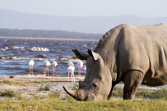 Full Day Lake Nakuru National Park Tour - Important Notes