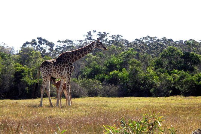 Full-Day Port Elizabeth & Kragga Kamma Reserve Safari - Additional Information