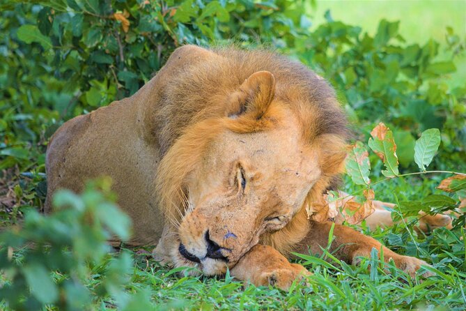 Full Day Private Safari Tour to Tarangire National Park - Pickup Information