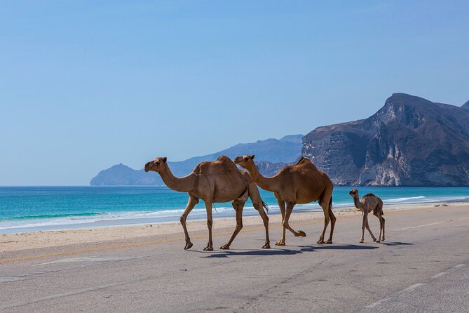 Full Day Private Shore Tour in Salalah From Salalah Cruise Port - Additional Information