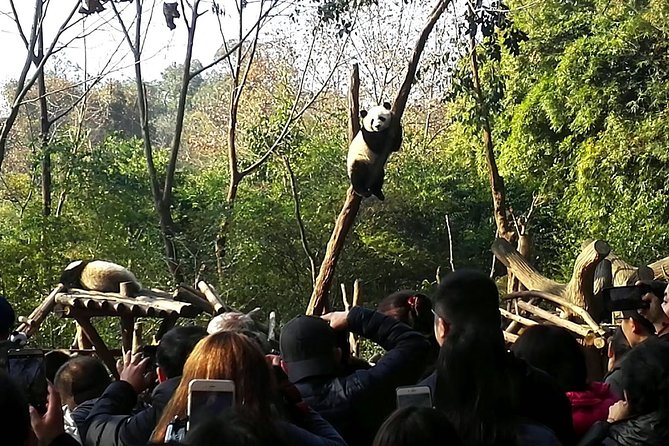 Full-Day Private Tour of Chengdu and Panda Base With Lunch - What To Expect
