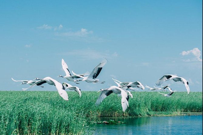 Full-Day Private Tour of Zhalong Nature Reserve From Harbin - Inclusions