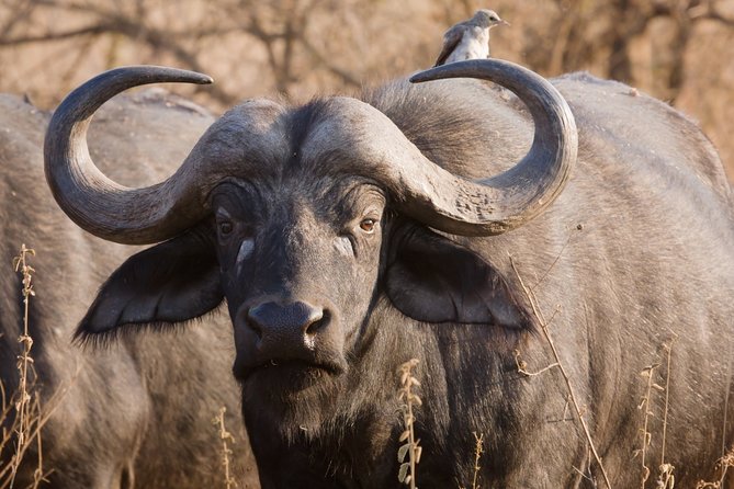 Full Day Safari at Selous Game Reserve From Zanzibar With Lunch - Accessibility Information