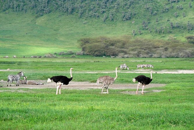 Full-Day Safari Tour to Ngorongoro Crater From Arusha - Important Reminders
