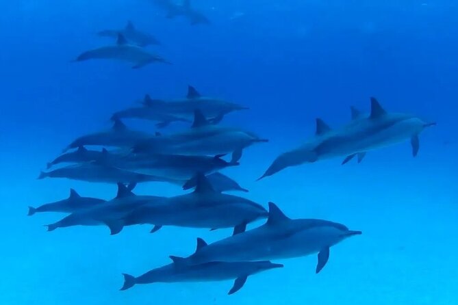 Full Day Samaday Snorkelling in Marsa Alam - Pricing Options