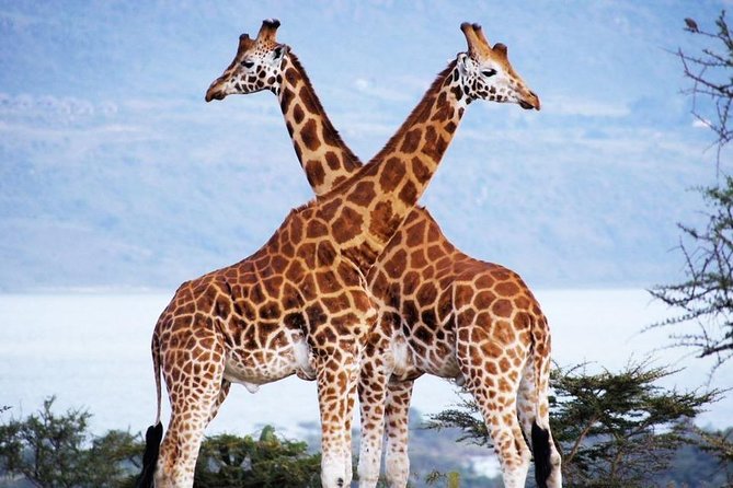 2 Best Full-Day Tours In Maasai Mara National Reserve