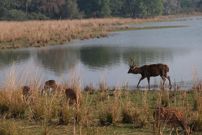 Full-Day Tour of Ranthambore From Jaipur - Booking Information