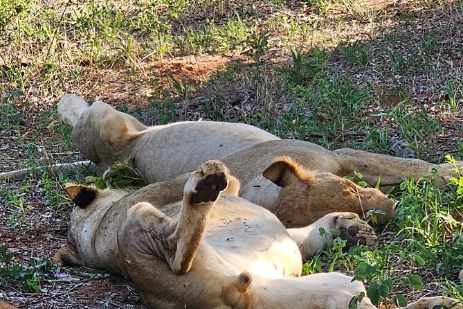 Full Day Tour to Chobe National Park and Botswana - Pricing and Special Offer