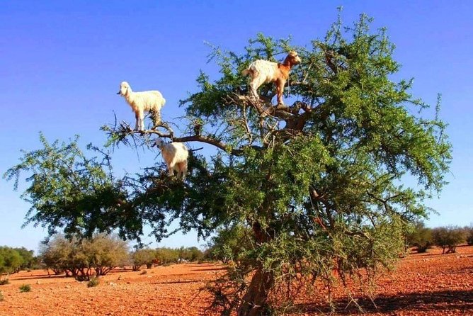 Full Day Trip Marrakech To Essaouira - Booking Information