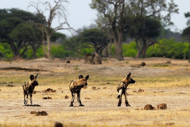 Full-Day Trip to Hwange National Park With Hotel Pickup - Booking Price and Guarantees