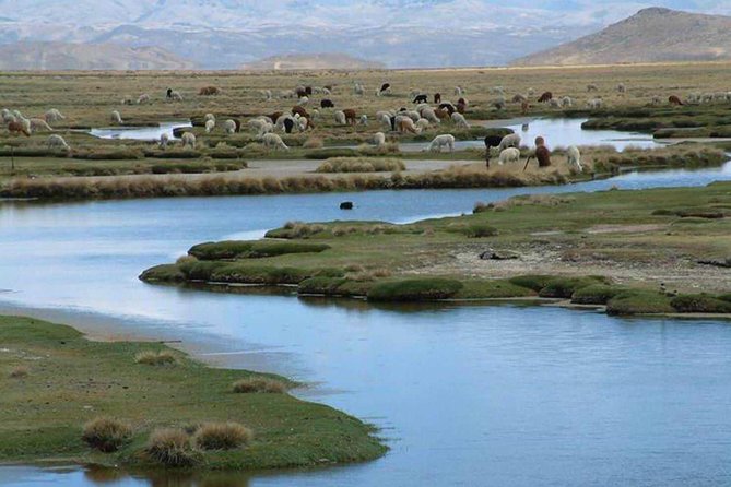 Fullday: Salinas Lagoon From Arequipa - Frequently Asked Questions