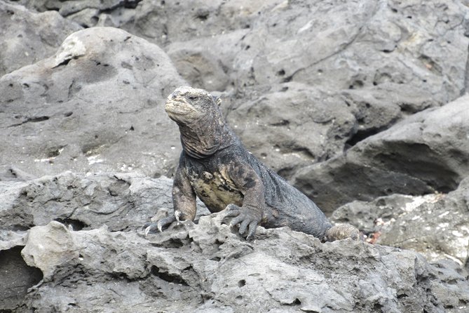 GALAPAGOS IDEAL (3Days) - Additional Information